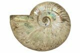Silver Iridescent Ammonite (Cleoniceras) Fossil - Madagascar #317492-1